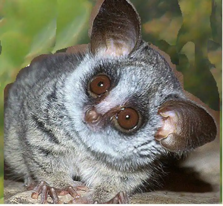 bushbaby