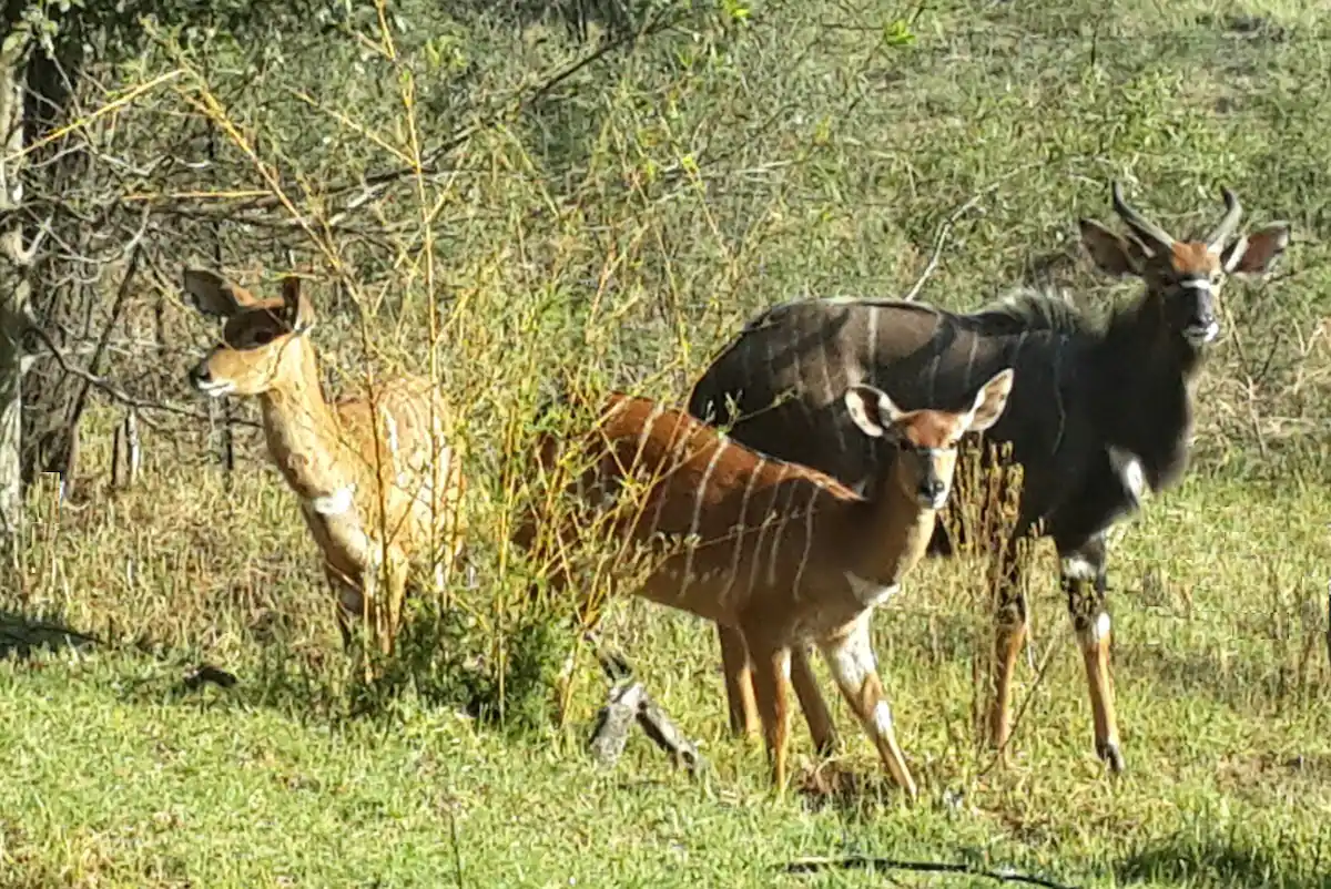 nyala