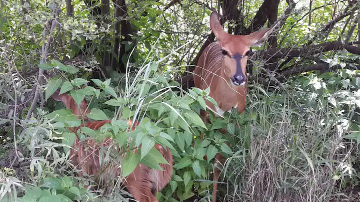 nyala